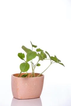 Pumpkin sprouts in a pot Stock Photos