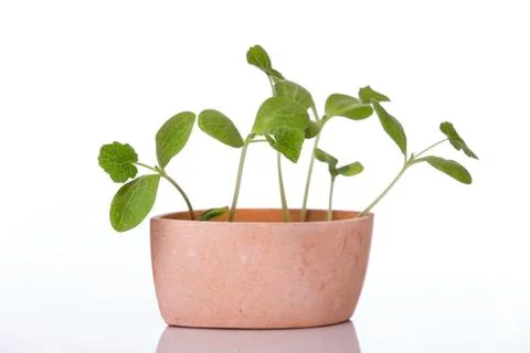 Pumpkin sprouts in a pot Foto stock