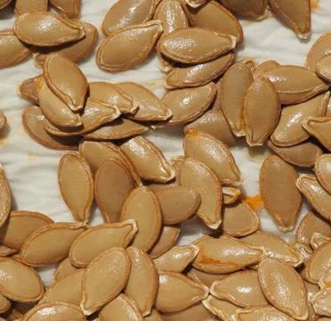 Pumpkin squash seed Stock Photos