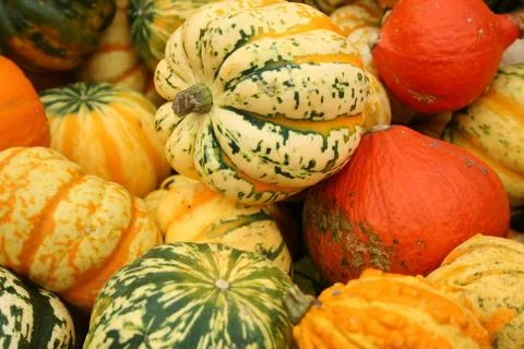 Pumpkin stalks Stock Photos