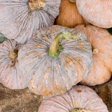 Pumpkin Stalks Stock Photos