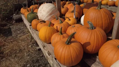 Pumpkin Stand 1 Stock Footage 117695208