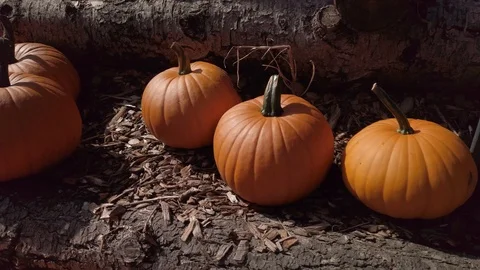 Pumpkin Stand 13 Stock Footage 117695317