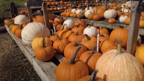 Pumpkin Stand 2 Stock Footage 117695224