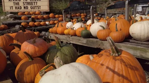 Pumpkin Stand 3 Stock Footage 117695228