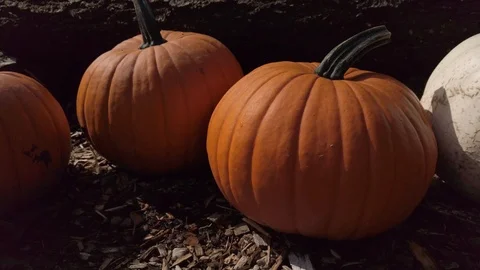 Pumpkin Stand 4 Stock Footage 117695246