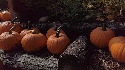 Pumpkin Stand 5 Stock Footage 117695247