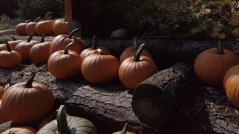 Pumpkin Stand 6 Stock Footage 117695284