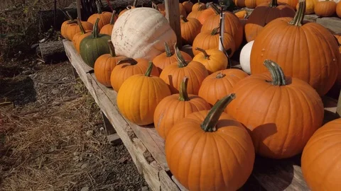 Pumpkin Stand slow motion 1 Stock Footage 117695344