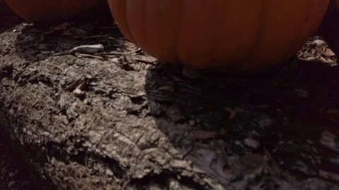 Pumpkin Stand slow motion 12 Stock Footage 117695185