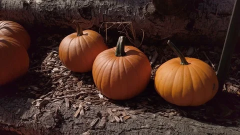 Pumpkin Stand slow motion 13 Stock Footage 117695199
