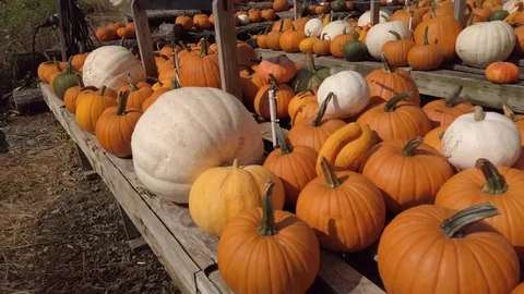Pumpkin Stand slow motion 2 Stock Footage 117695330
