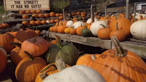 Pumpkin Stand slow motion 3 Stock Footage 117695358