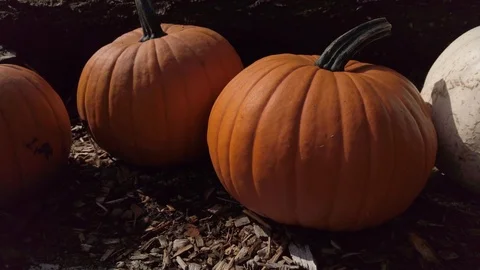 Pumpkin Stand slow motion 4 Stock Footage 117695391