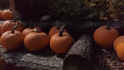 Pumpkin Stand slow motion 5 Stock Footage 117695385