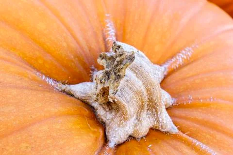 Pumpkin stem closeup Stock Photos