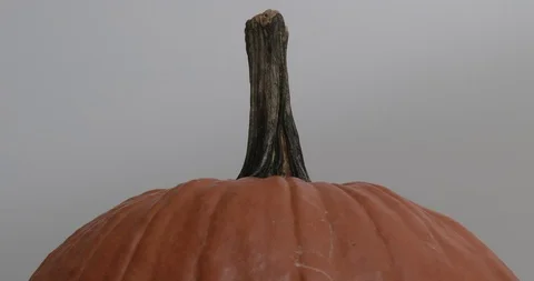 Pumpkin Stem - Green - Rotating Stock Footage 97808575