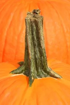 Pumpkin stem macro Foto stock