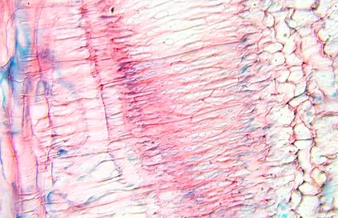 Pumpkin Stem Microscopy Stock Photos