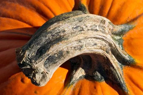 Pumpkin Stem Stock Photos