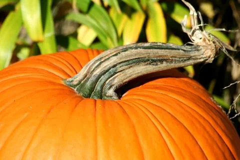 Pumpkin stem Stock Photos