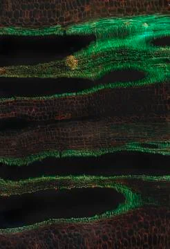 Pumpkin Stem Stock Photos