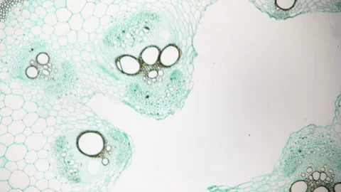 Pumpkin stem under microscope. 40x times magnification. Intensification Stock Footage 266249799