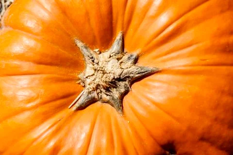 Pumpkin stem as viewed from above Stock Photos
