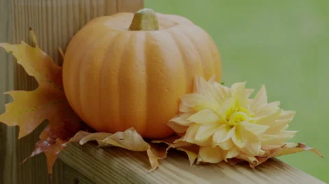 Pumpkin Still Life Video stock 68751469