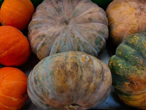 Pumpkin on the store Stock Photos