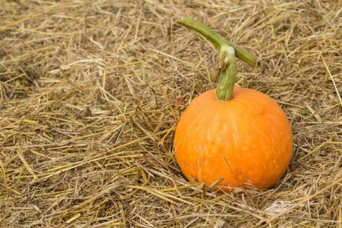 Pumpkin on the straw Stock Photos