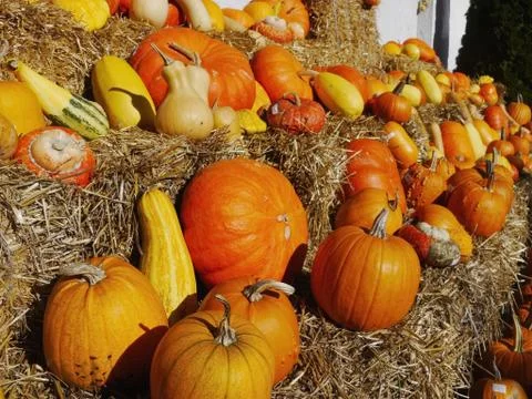 Pumpkin straw Stock Photos