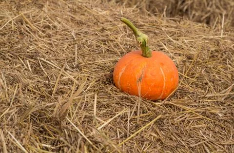 Pumpkin on the straw. Stock Photos