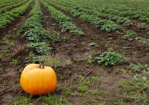 Pumpkin in strawberry field Stock Photos