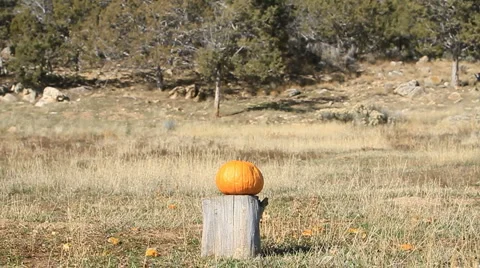 Pumpkin on stump shoot P HD 8062 Video stock 914399