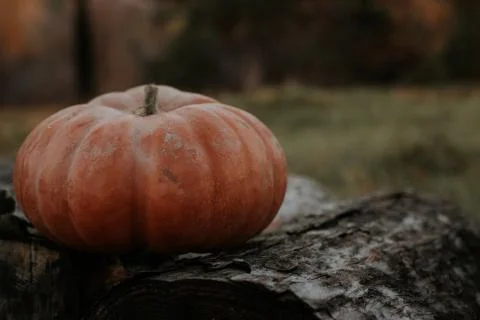 Pumpkin on stumps Stock Photos