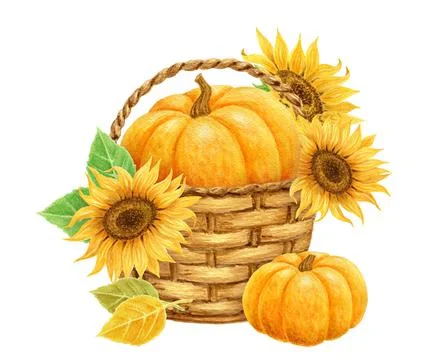 Pumpkin with sunflowers in basket and yellow leaves. Thanksgiving or Harvest Stock Illustration
