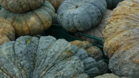 Pumpkin in the supermarket. Stock Footage 309001517