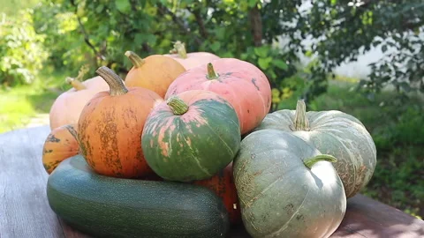 Pumpkin on the table Stock Footage 139040524