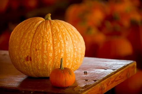 Pumpkin on table Stock Photos