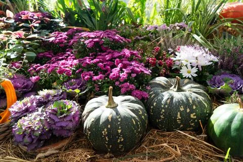 Pumpkin on table Stock Photos
