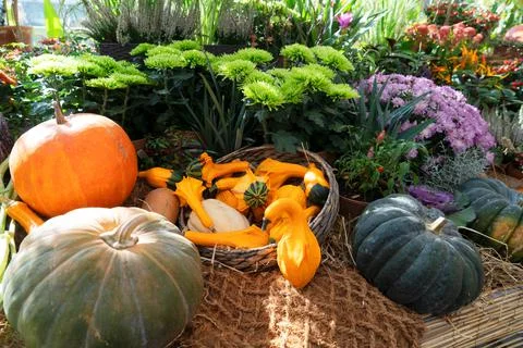 Pumpkin on table Stock Photos