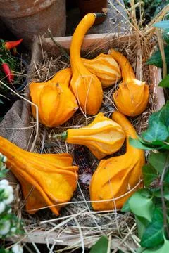 Pumpkin on table Stock Photos
