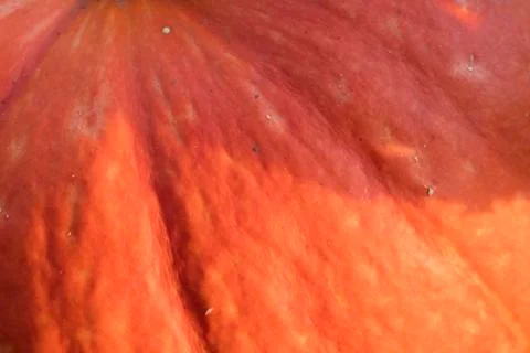 Pumpkin texture closeup macro Stock Photos
