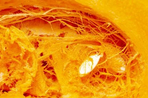 Pumpkin texture with seeds from inside Foto stock