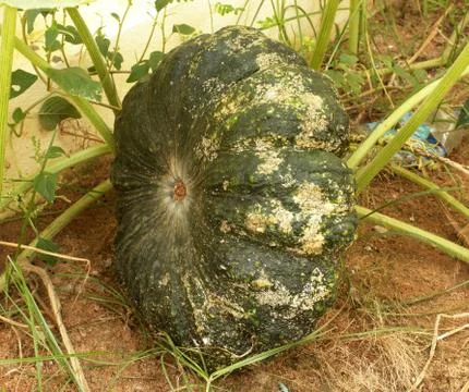 Pumpkin thai Stock Photos