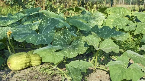 Pumpkin Time Lapse 스톡 동영상 94825796