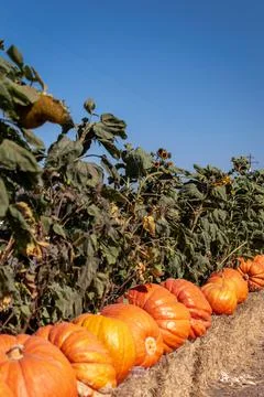 Pumpkin time Fotos de archivo