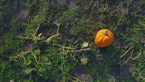 Pumpkin Titling Background One Orange Pumpkin in Green Field Top Down Aerial  Stock Footage 93529147