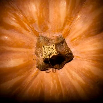 Pumpkin Top Stock Photos